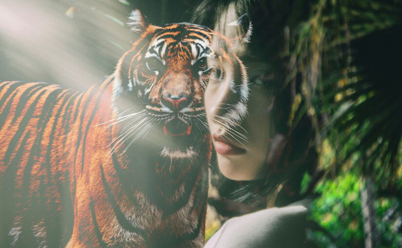 The tiger awaits